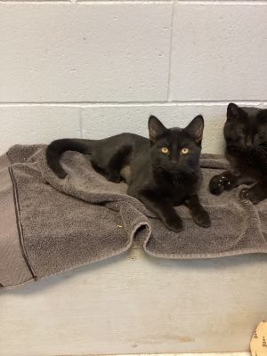 Berry, Young Female Domestic Short Hair