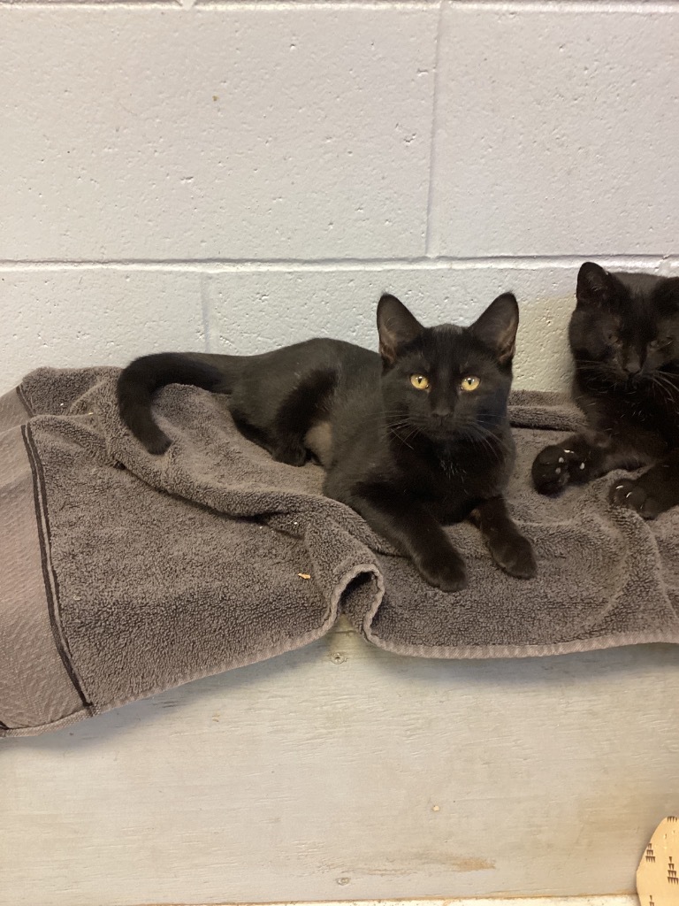 Berry, an adoptable Domestic Short Hair in Greenwood, MS, 38930 | Photo Image 1