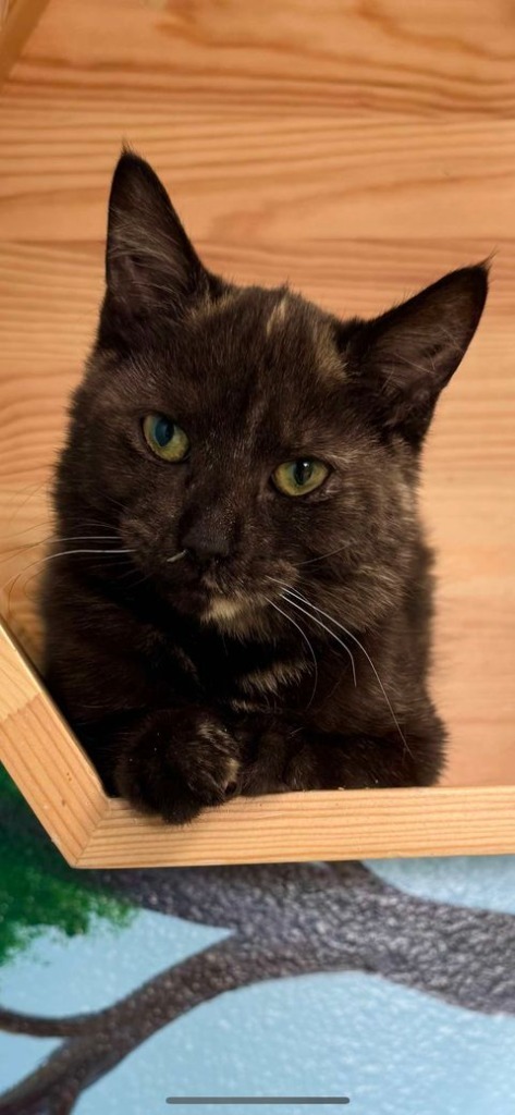 Arizona Donnie Barker, an adoptable Domestic Long Hair in Brookings, OR, 97415 | Photo Image 1