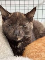 Arizona Donnie Barker, an adoptable Domestic Long Hair in Brookings, OR, 97415 | Photo Image 2