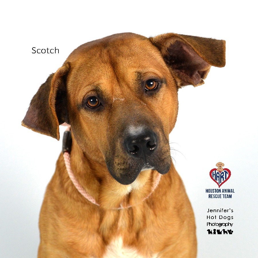 Scotch