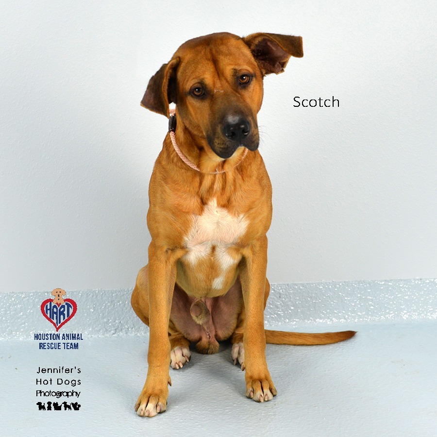 Scotch