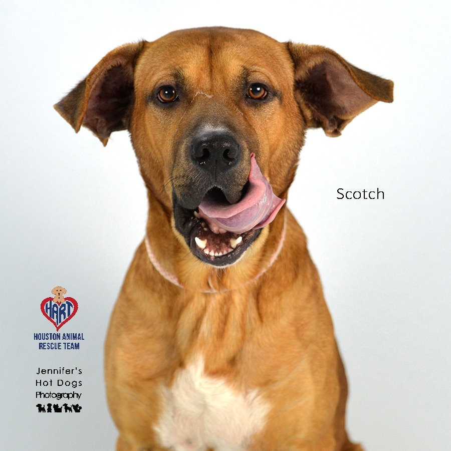 Scotch