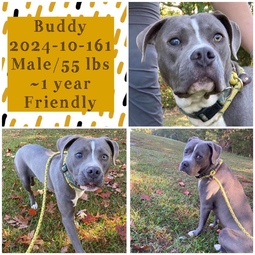 2024-10-161 *Buddy*