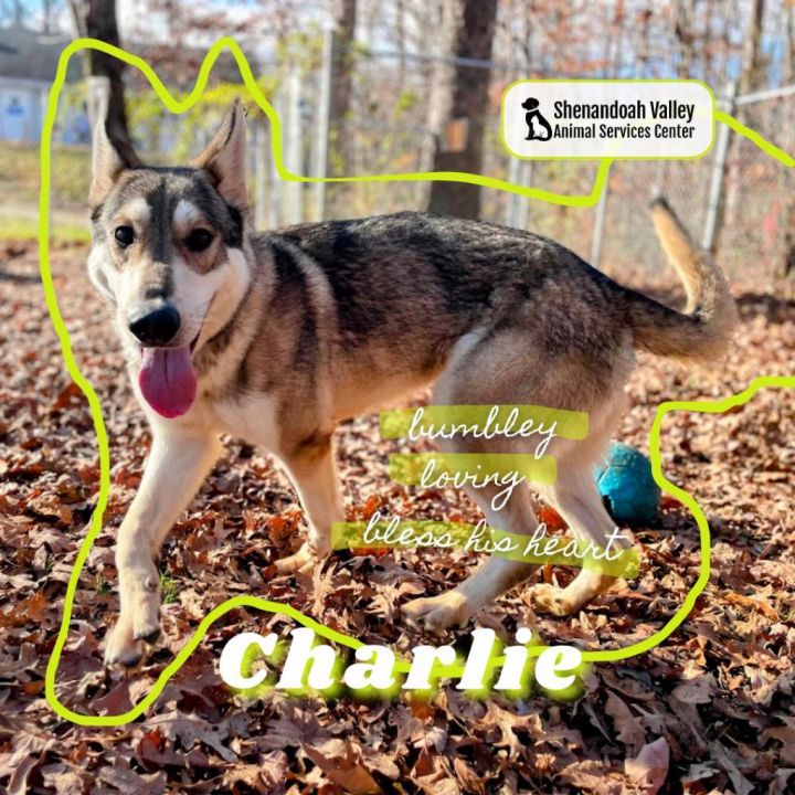 Charlie 1