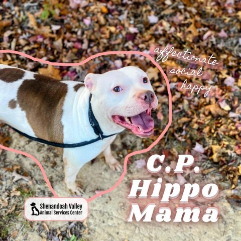 Cutie Patootie Hippo Mama 1