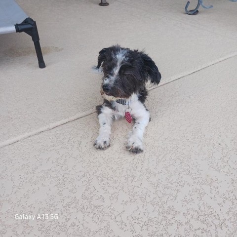 Oakley, an adoptable Poodle, Havanese in Phoenix, AZ, 85029 | Photo Image 1