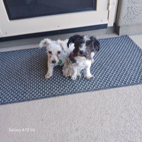 Oakley, an adoptable Poodle, Havanese in Phoenix, AZ, 85029 | Photo Image 2