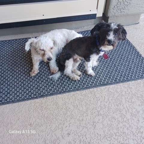 Oakley, an adoptable Poodle, Havanese in Phoenix, AZ, 85029 | Photo Image 3