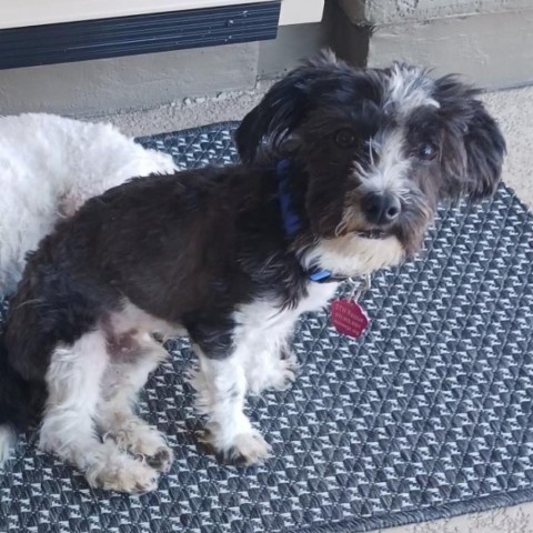 Oakley, an adoptable Poodle, Havanese in Phoenix, AZ, 85029 | Photo Image 4