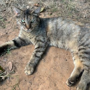 Cantina Crispy Taco, Young Male Domestic Short Hair