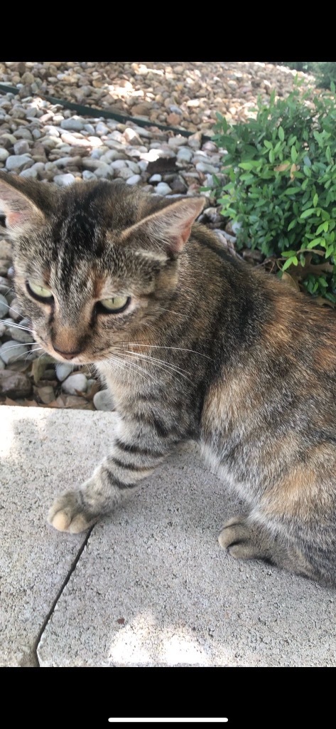 Cantina Crispy Taco, an adoptable Domestic Short Hair in Boerne, TX, 78006 | Photo Image 2