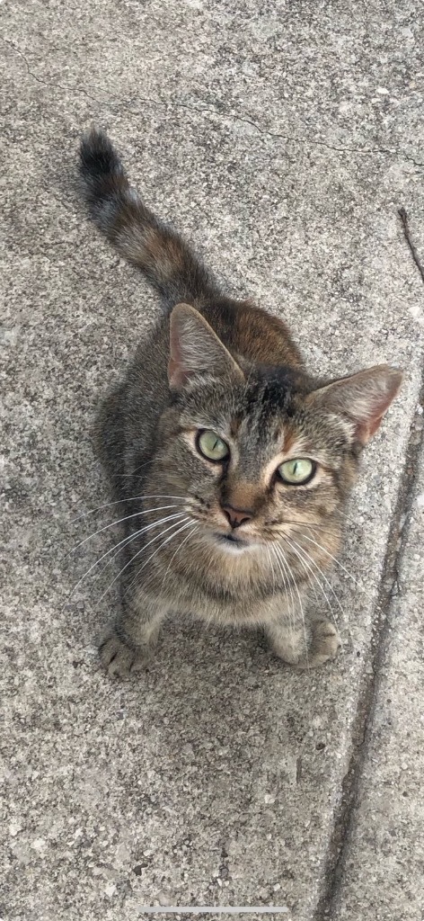 Cantina Crispy Taco, an adoptable Domestic Short Hair in Boerne, TX, 78006 | Photo Image 3
