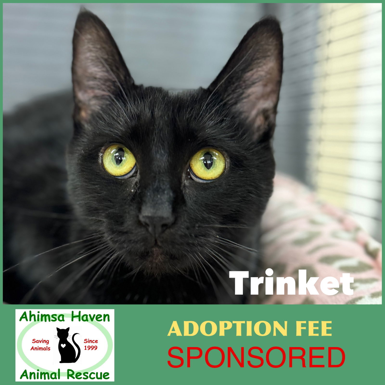 Cat for adoption Trinket, a Domestic Short Hair in Winchendon, MA