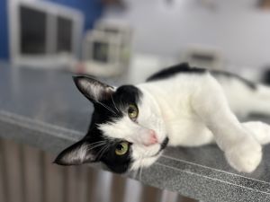 Jessie, Young Female Domestic Short Hair
