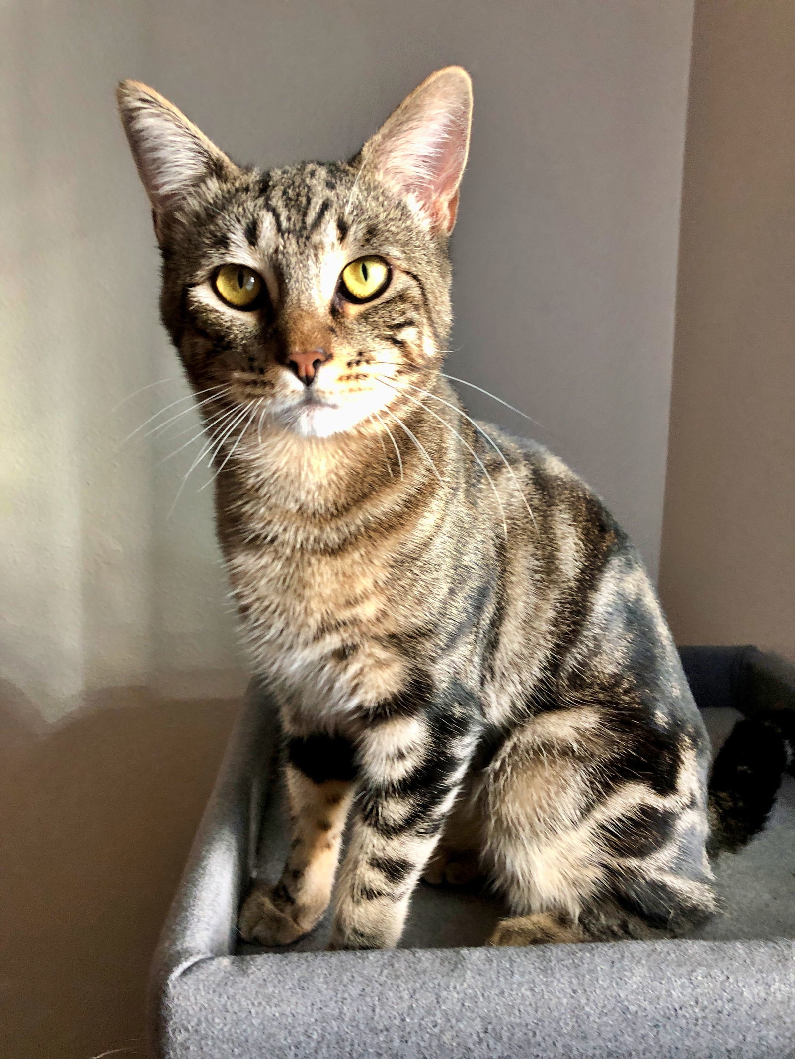 Cat for adoption MARBLE BOY ( and Baby Momma) Offered by Owner, a