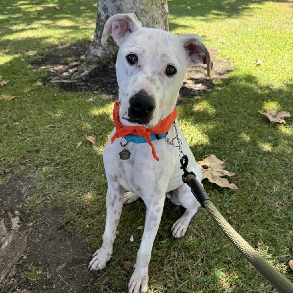 Petey
