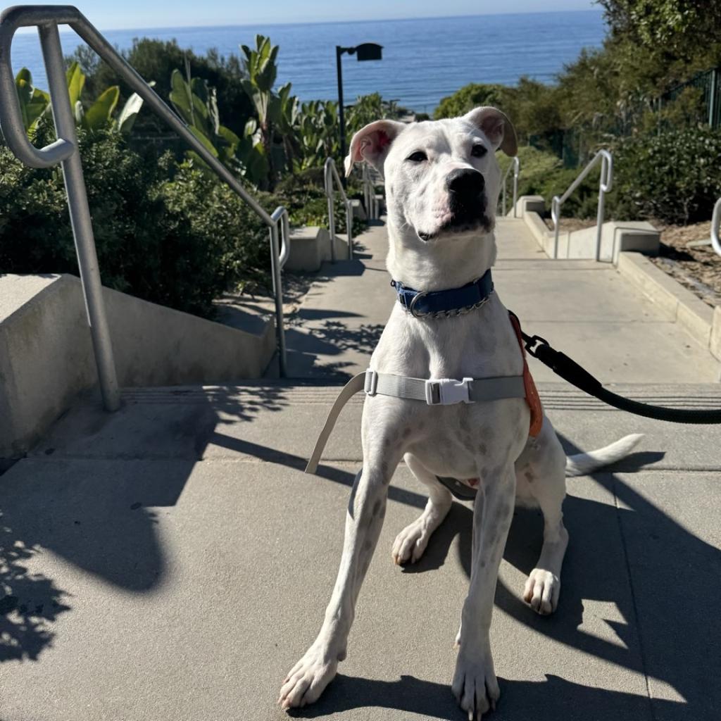 Petey