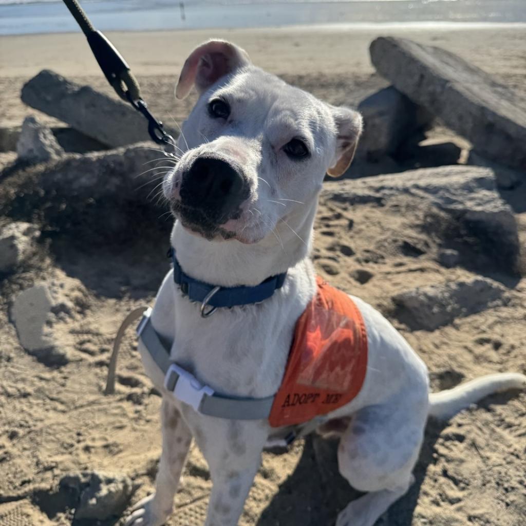 Petey