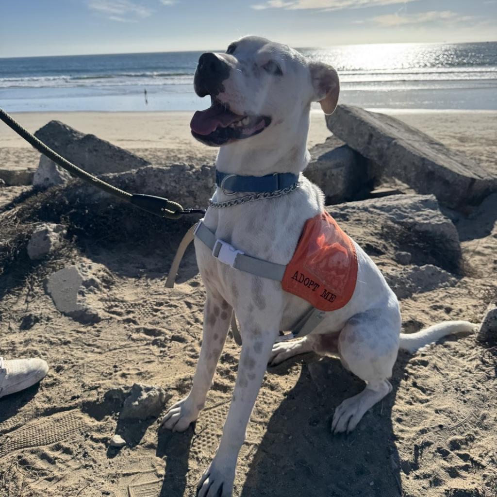 Petey