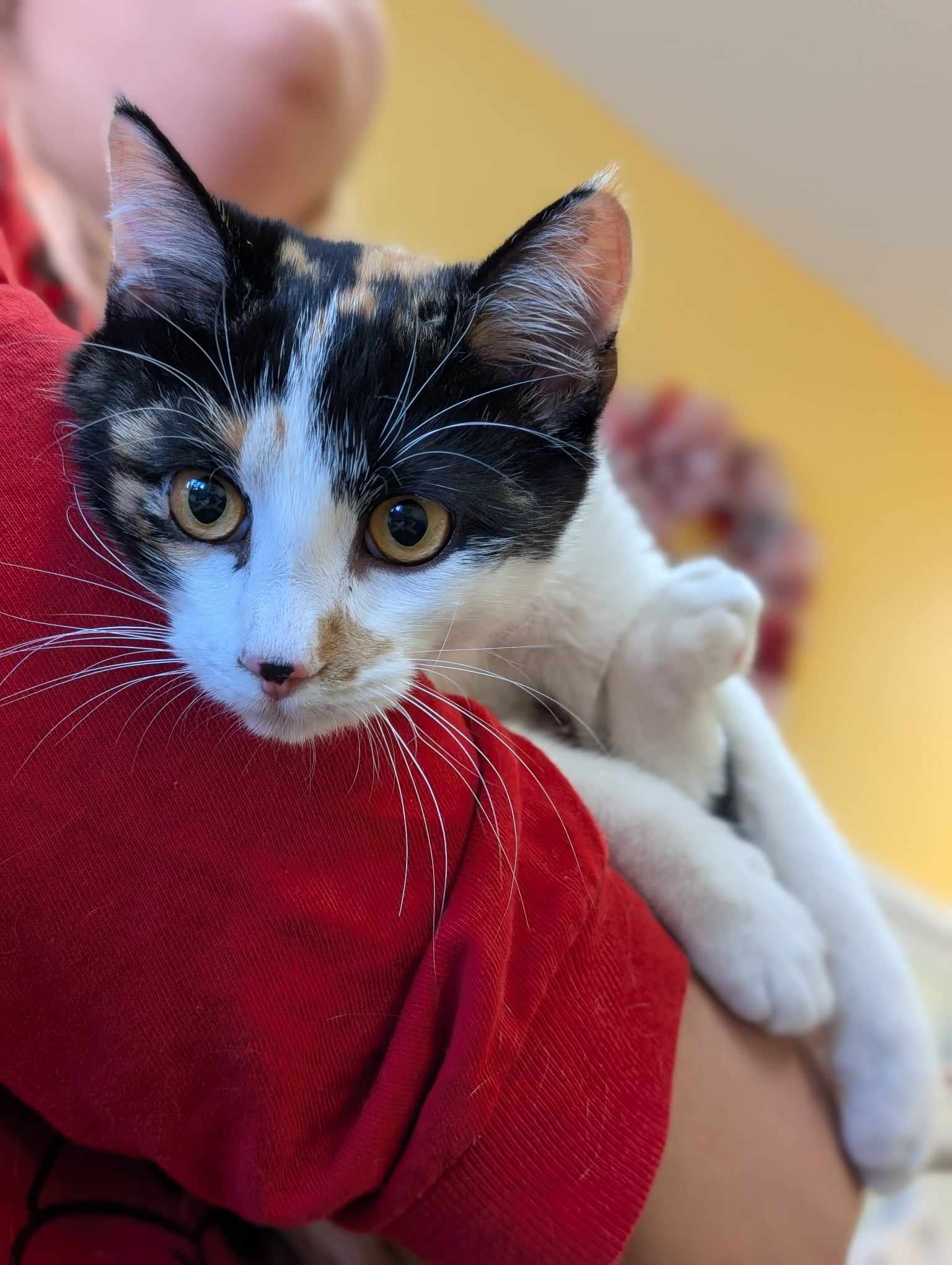 Calloway, an adoptable Domestic Short Hair in La Harpe, KS, 66751 | Photo Image 1