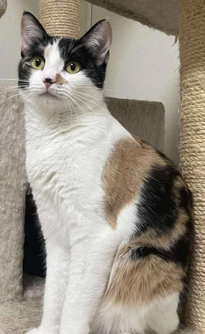 Calloway, an adoptable Domestic Short Hair in La Harpe, KS, 66751 | Photo Image 1