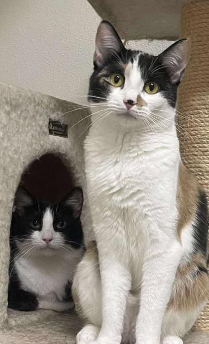 Calloway, an adoptable Domestic Short Hair in La Harpe, KS, 66751 | Photo Image 2