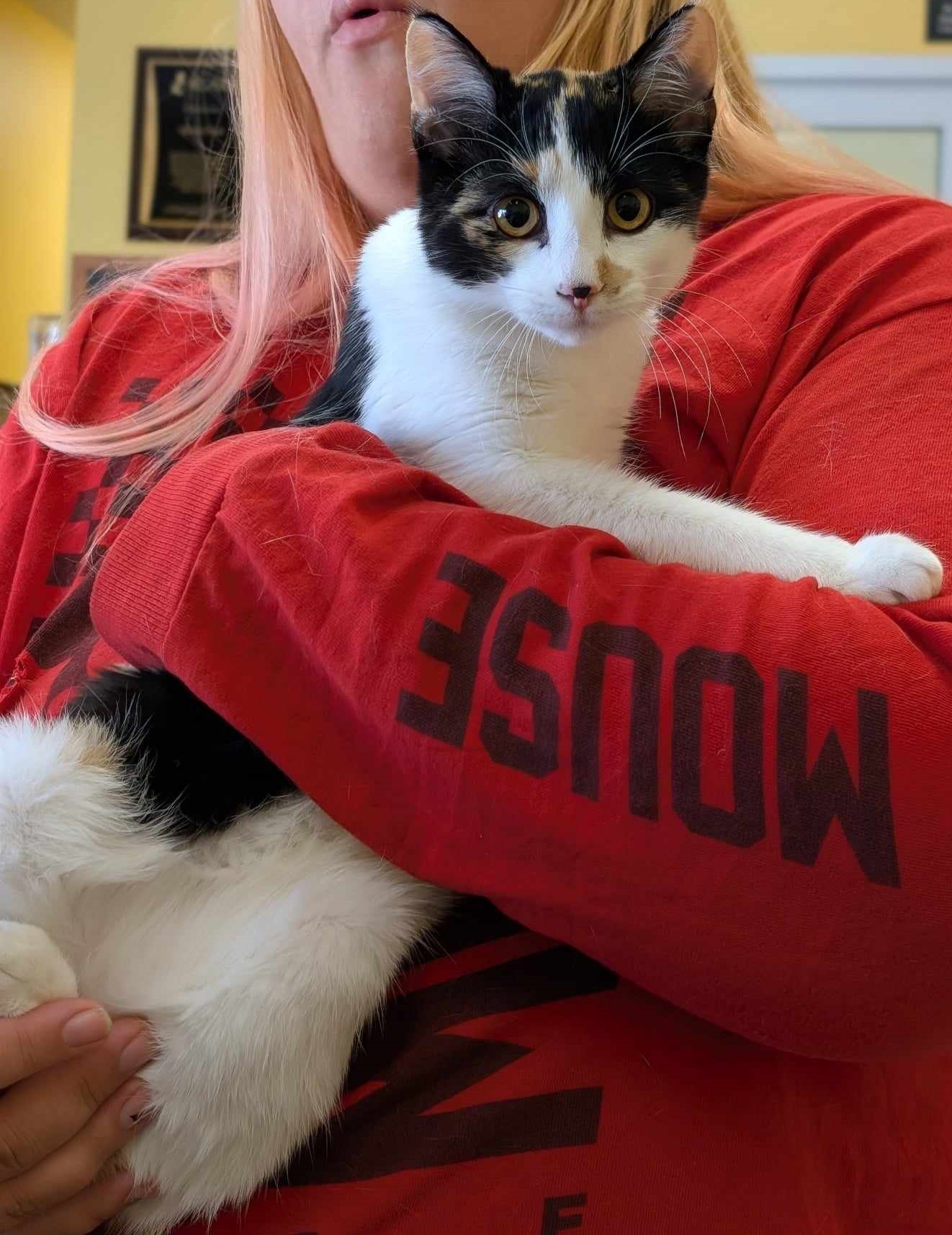 Calloway, an adoptable Domestic Short Hair in La Harpe, KS, 66751 | Photo Image 3