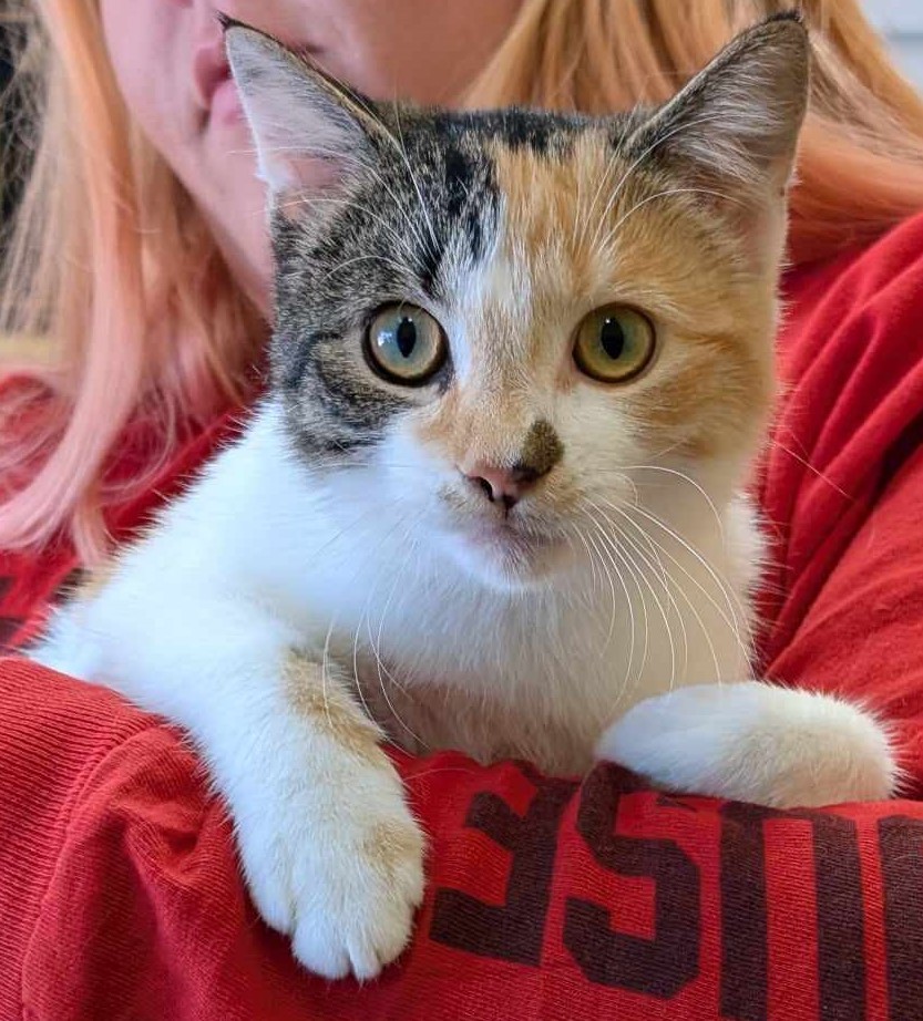 Corinne, an adoptable Domestic Short Hair in La Harpe, KS, 66751 | Photo Image 1