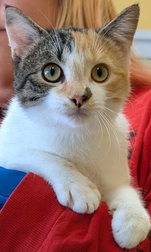 Corinne, an adoptable Domestic Short Hair in La Harpe, KS, 66751 | Photo Image 2