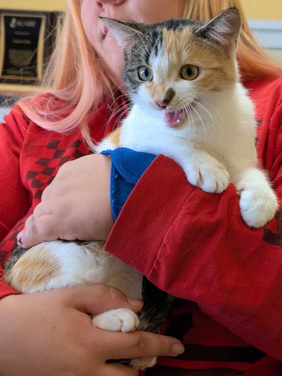 Corinne, an adoptable Domestic Short Hair in La Harpe, KS, 66751 | Photo Image 3