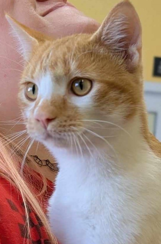 Caspian, an adoptable Domestic Short Hair in La Harpe, KS, 66751 | Photo Image 1