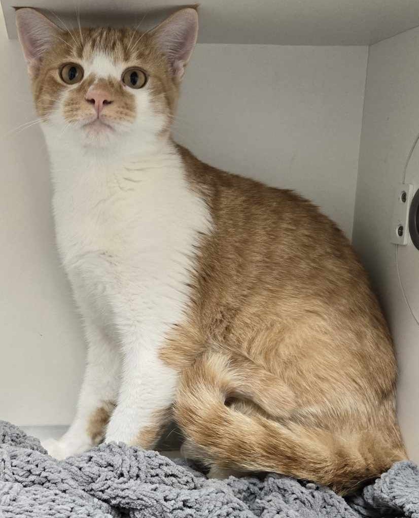 Caspian, an adoptable Domestic Short Hair in La Harpe, KS, 66751 | Photo Image 2
