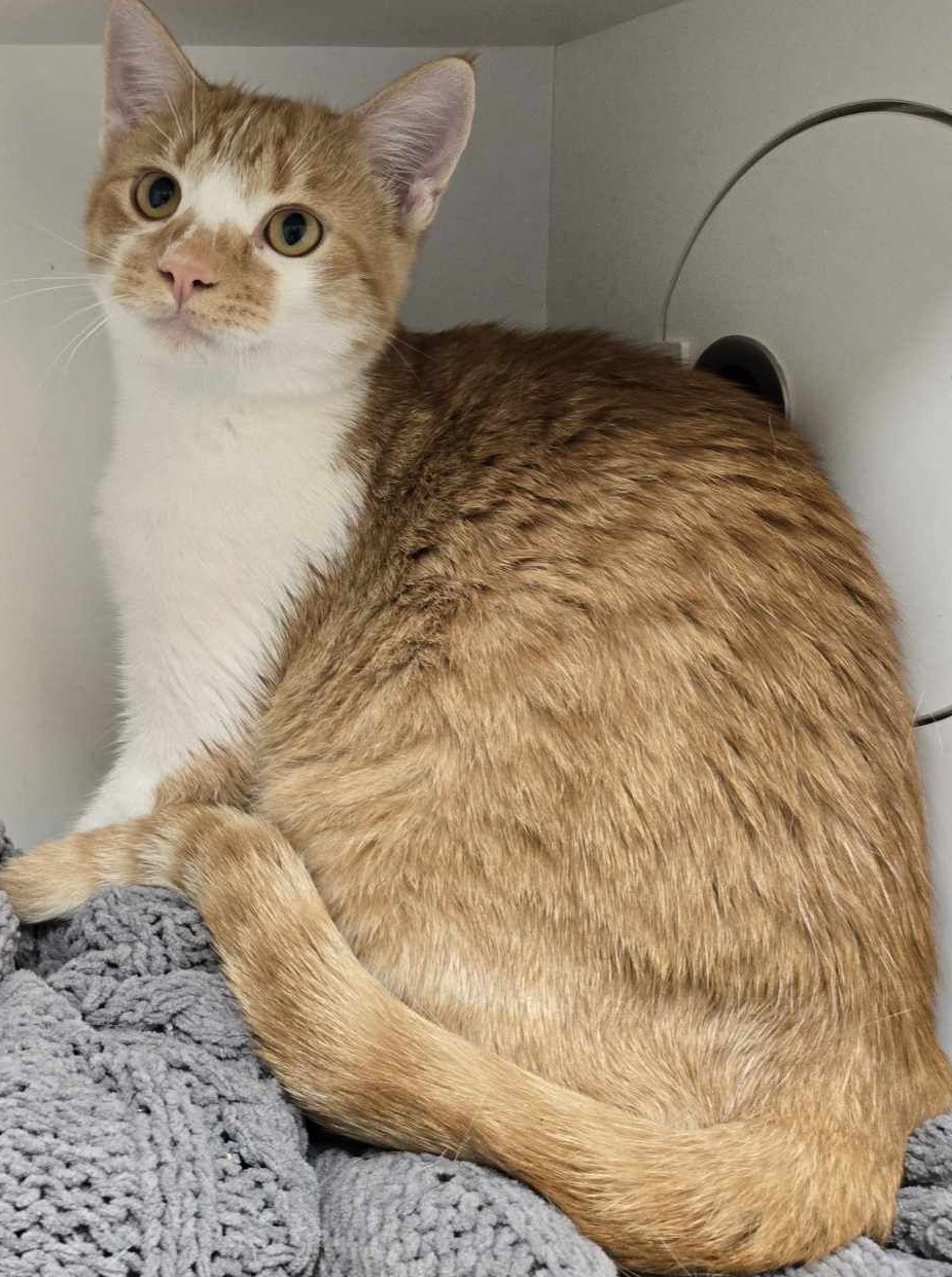 Caspian, an adoptable Domestic Short Hair in La Harpe, KS, 66751 | Photo Image 3