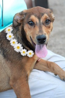 Daisy, an adoptable Rottweiler in Kingman, AZ, 86401 | Photo Image 1