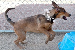 Daisy, an adoptable Rottweiler in Kingman, AZ, 86401 | Photo Image 2