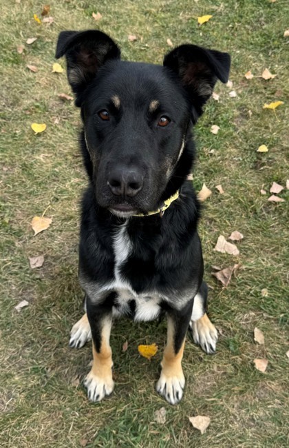 Bane, an adoptable German Shepherd Dog, Great Pyrenees in Willmar, MN, 56201 | Photo Image 1