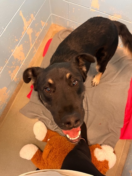 Bane, an adoptable German Shepherd Dog, Great Pyrenees in Willmar, MN, 56201 | Photo Image 2