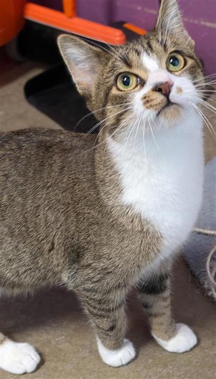 Goosie, an adoptable Domestic Short Hair in Hutchinson, KS, 67504 | Photo Image 1