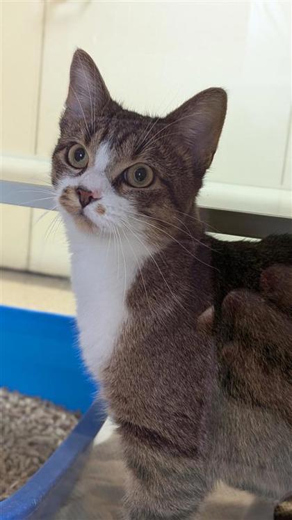 Goosie, an adoptable Domestic Short Hair in Hutchinson, KS, 67504 | Photo Image 2