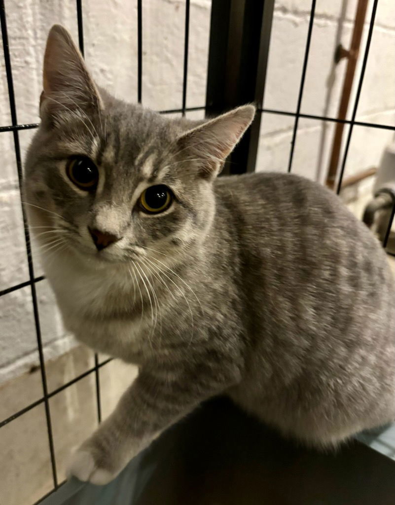 Cat for adoption Peach and Plum, a Domestic Short Hair in Rootstown