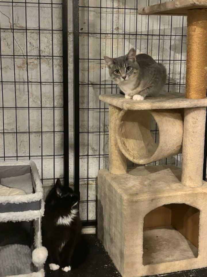 Cat for adoption Peach and Plum, a Domestic Short Hair in Rootstown