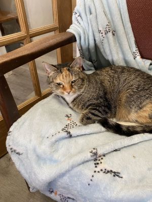 Malibu, Adult Female Calico