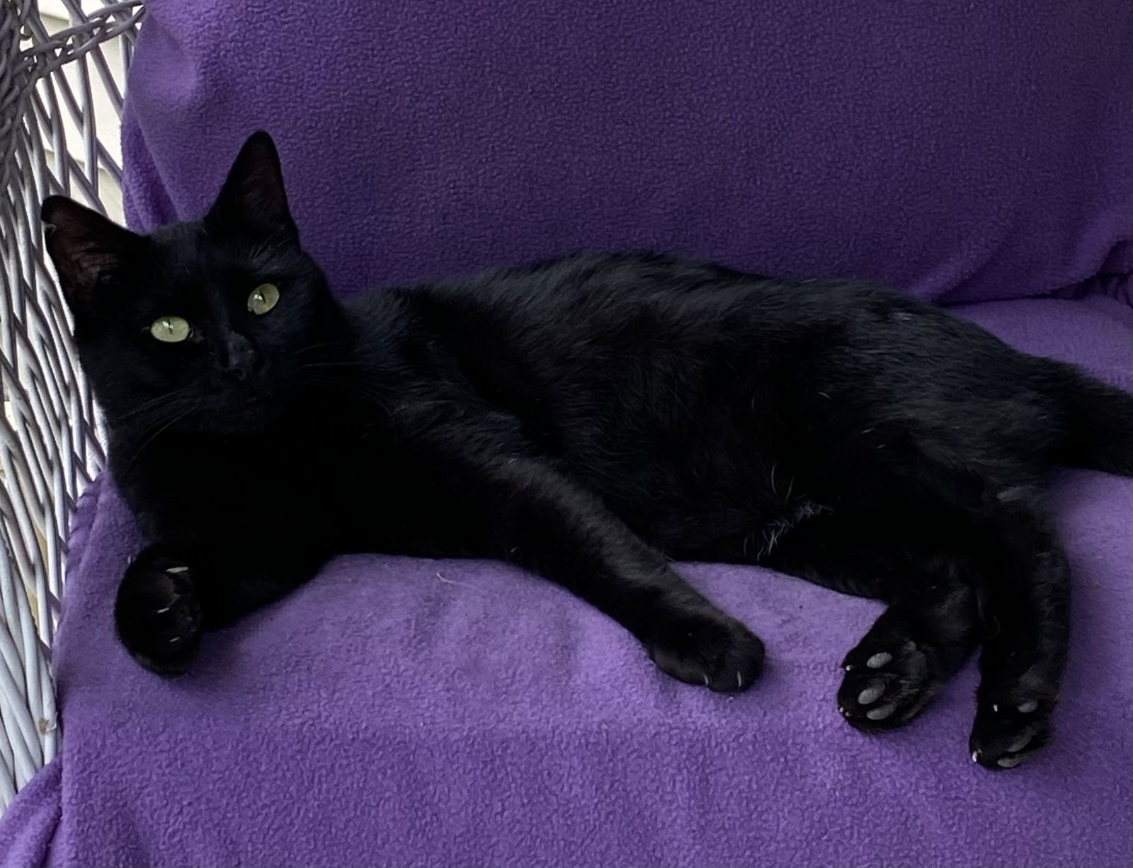 Shadow