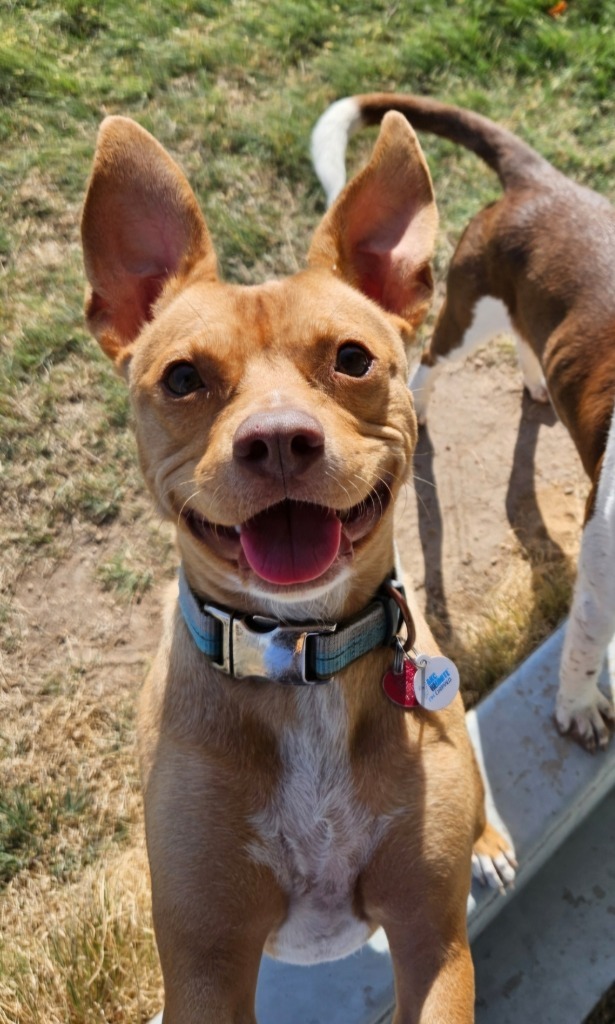 Buddy, an adoptable Pit Bull Terrier, Chihuahua in Pratt, KS, 67124 | Photo Image 1