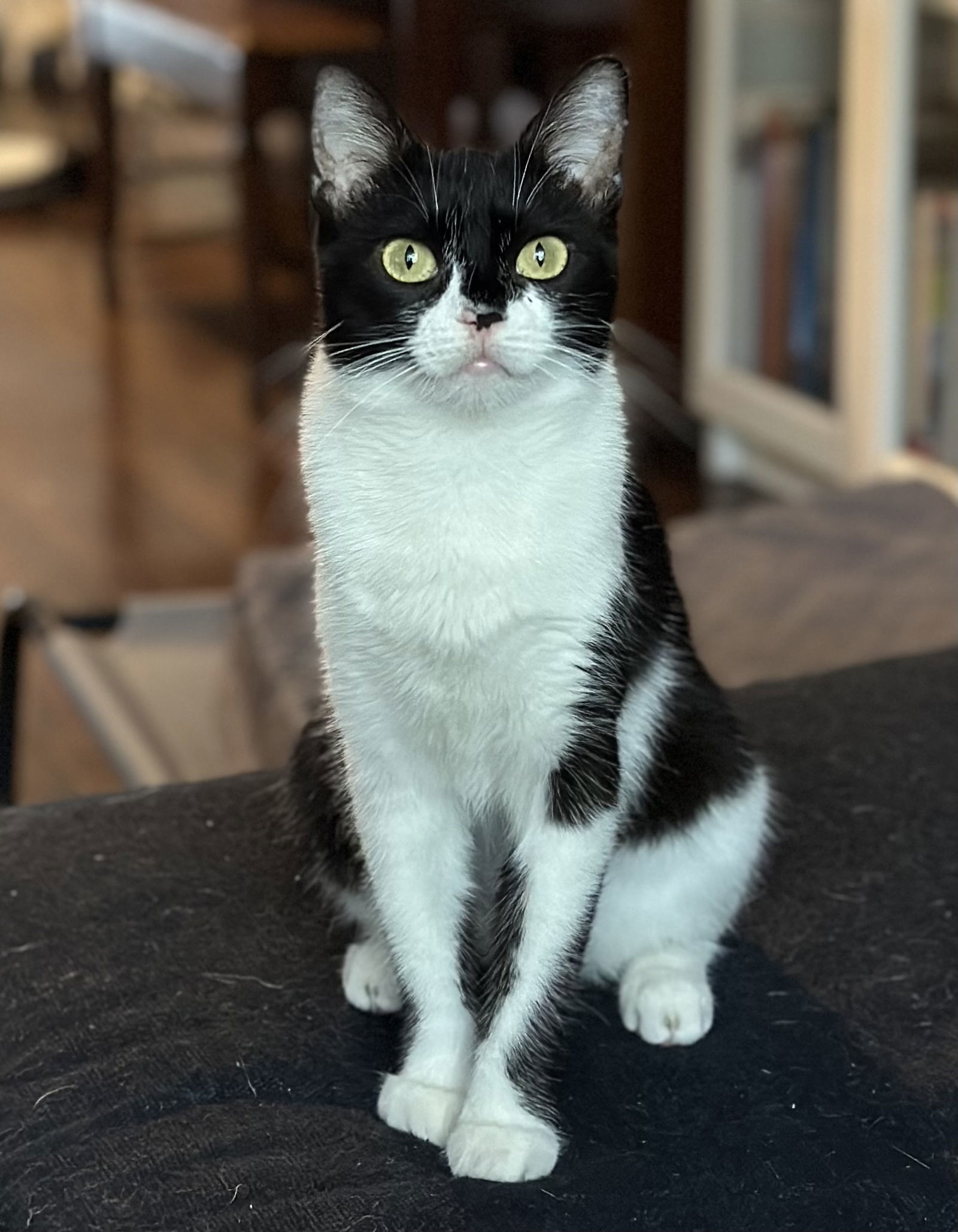 Bandit