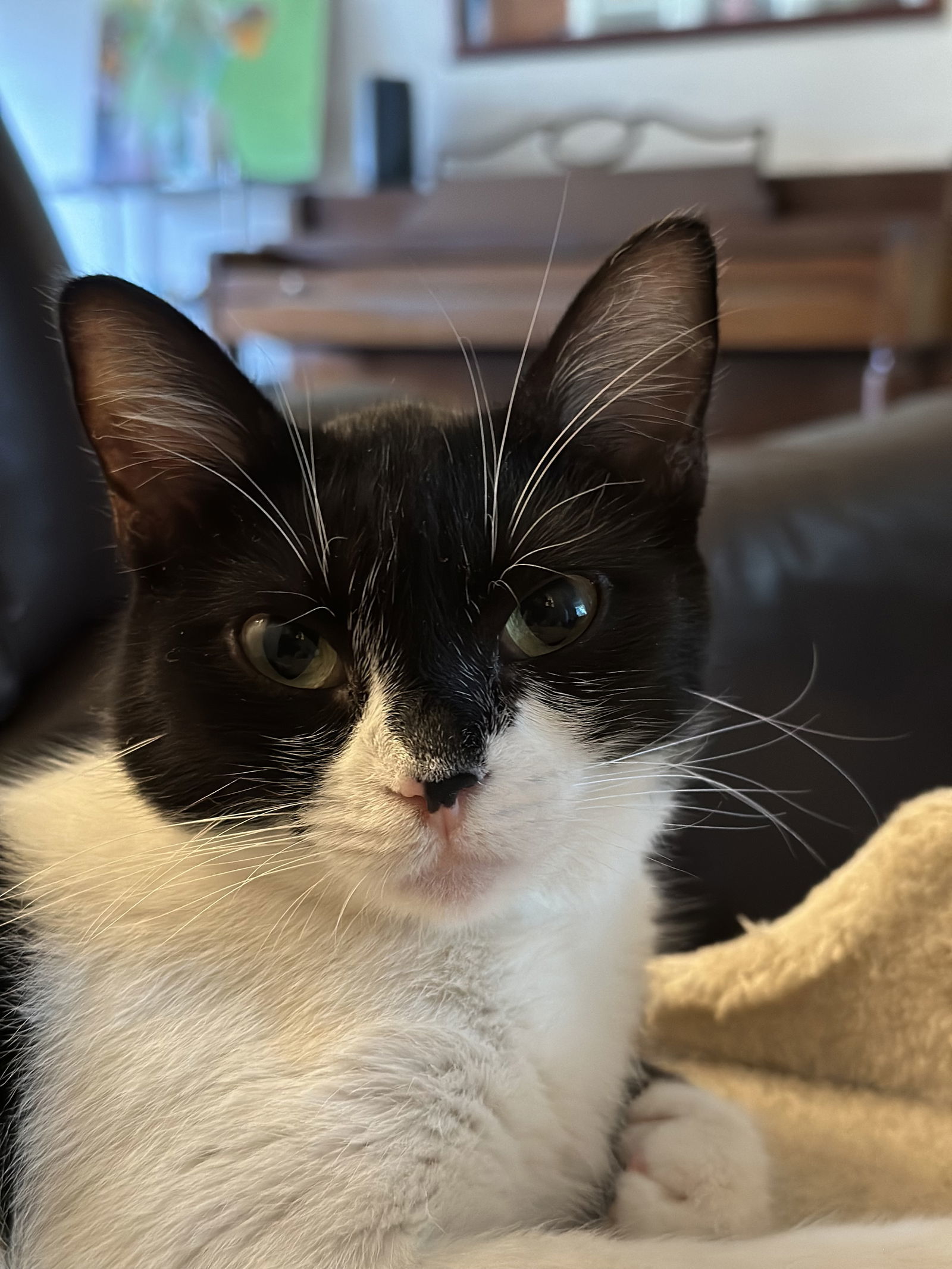 Bandit