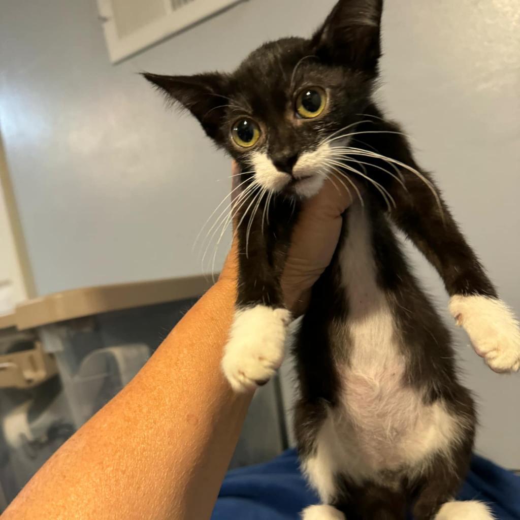 Checkers, an adoptable Domestic Short Hair in Spring Hill, KS, 66083 | Photo Image 2
