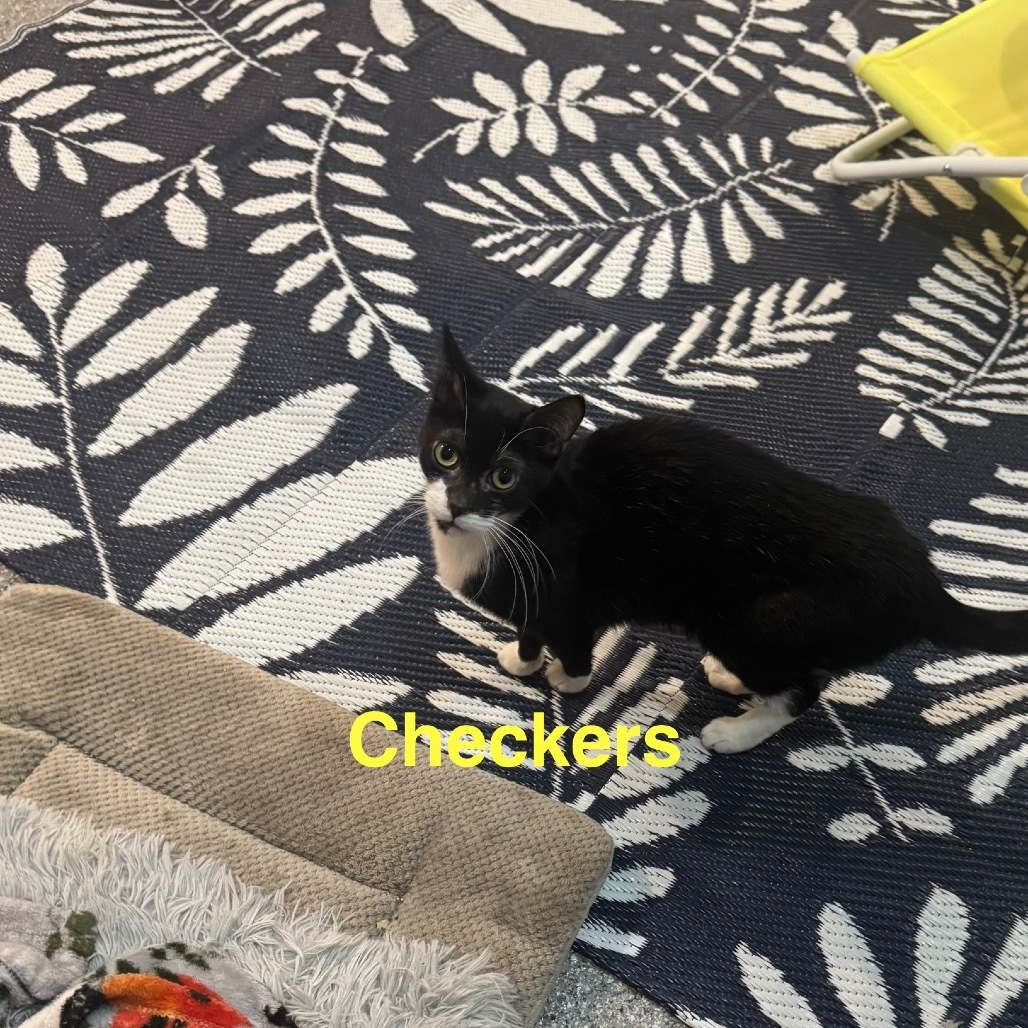 Checkers, an adoptable Domestic Short Hair in Spring Hill, KS, 66083 | Photo Image 3