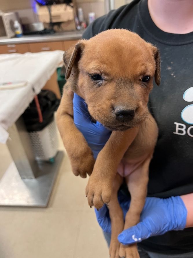 Dog for adoption Maddox, a Mixed Breed in Bossier City, LA Petfinder